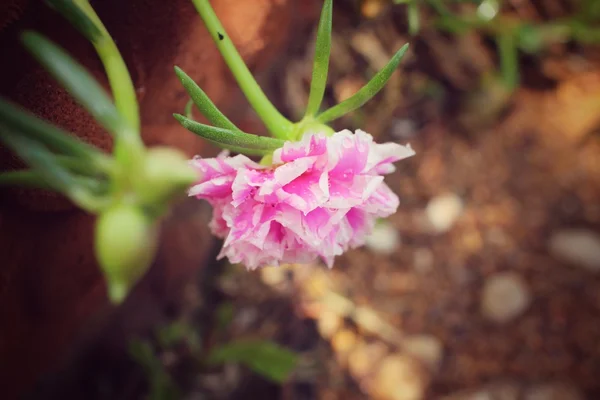 Rosa Portulaca fiore — Foto Stock