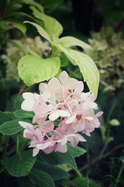 Hortensior blommor — Stockfoto