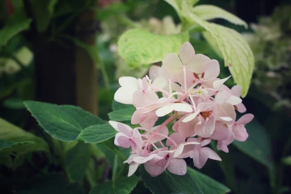 Hortensias fleurs — Photo