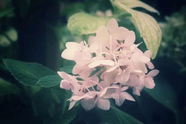 수 국 꽃 — 스톡 사진