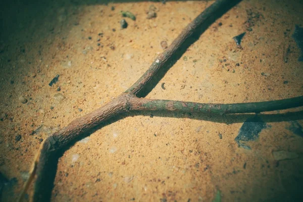 Гілка дерева — стокове фото