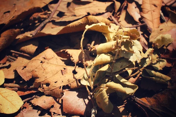 Dried leaves — Stock Photo, Image