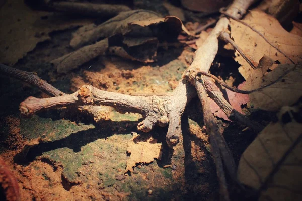 Nid de termites — Photo