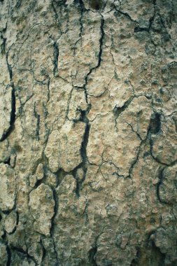 antika ahşap arka plan