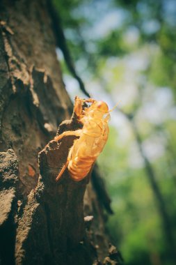 ağaç kabuk böceği