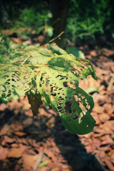 Stare liście z owadami — Zdjęcie stockowe