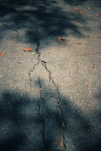 Hojas con sombra — Foto de Stock