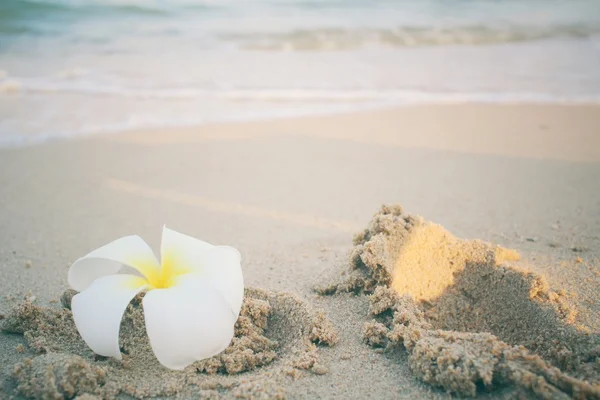 Frangipani flower on the beach — Stock Photo, Image