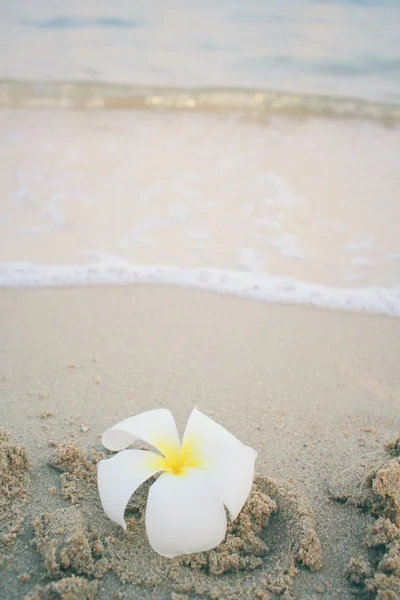 Frangipani kwiat na plaży — Zdjęcie stockowe