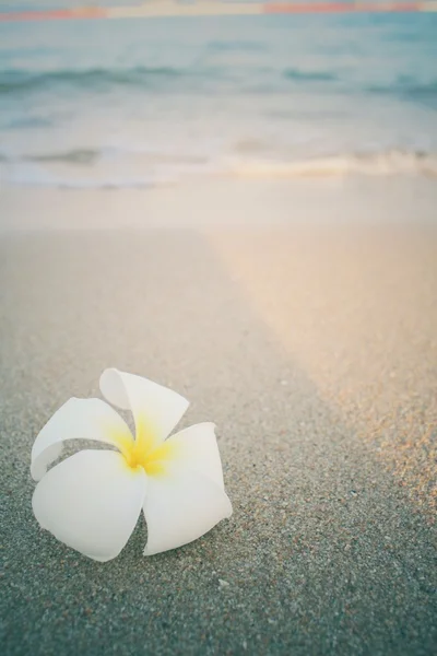 Frangipani květina na pláži — Stock fotografie