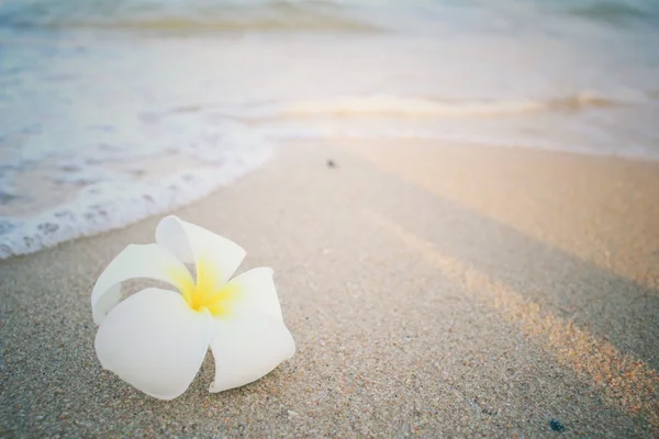 Frangipani květina na pláži — Stock fotografie