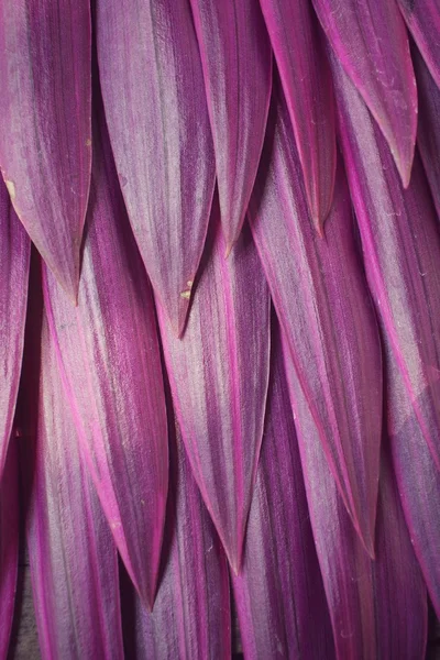 紫色树叶背景 — 图库照片