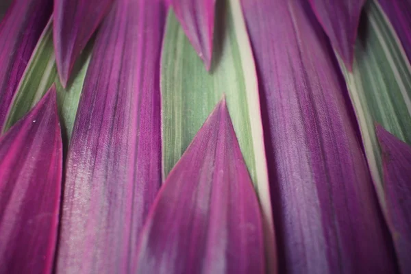 Пурпурний листя фону — стокове фото