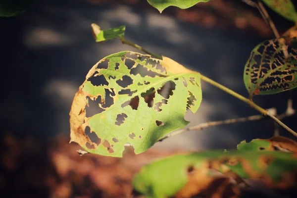 곤충과 오래 된 잎 — 스톡 사진