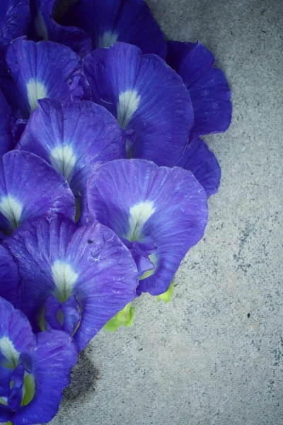 Schmetterling Erbse Blumen Hintergrund — Stockfoto