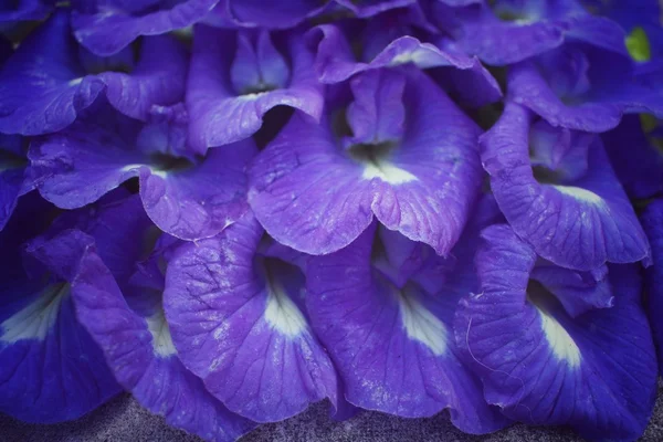 Butterfly ärt blommor bakgrund — Stockfoto