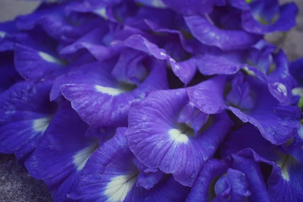 Butterfly ärt blommor bakgrund — Stockfoto