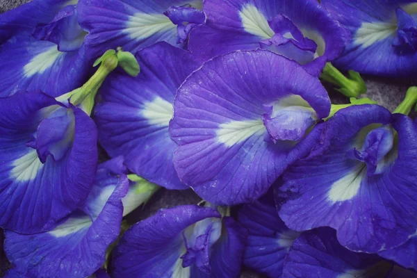 Butterfly pea bloemen achtergrond — Stockfoto