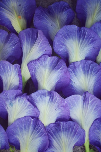 Schmetterling Erbse Blumen Hintergrund — Stockfoto