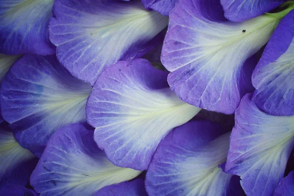 Borboleta flores de ervilha fundo — Fotografia de Stock