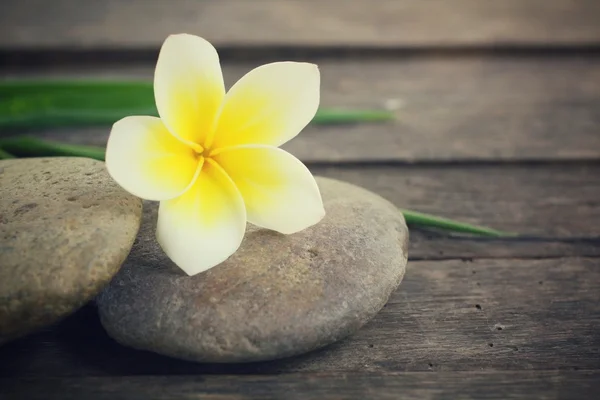 Frangipani com pedras de spa — Fotografia de Stock