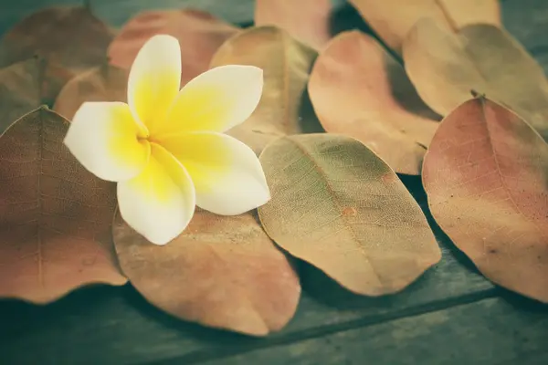 Frangipani fleur sur feuilles séchées — Photo