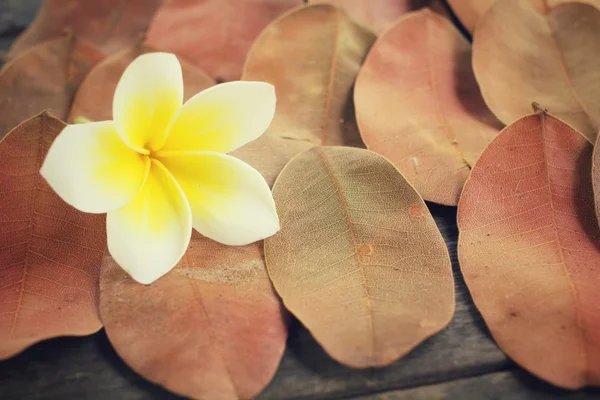 Frangipani çiçek kurutulmuş yaprakları üzerinde — Stok fotoğraf