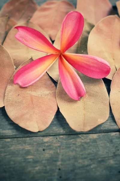 Frangipani flower on dried leaves — Stock Photo, Image