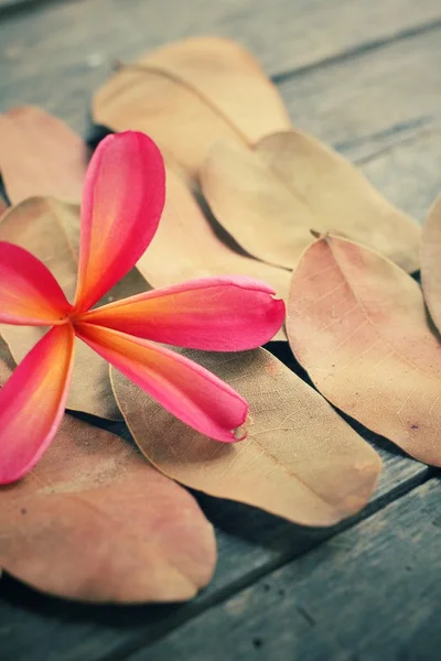 Flor de frangipani sobre hojas secas — Foto de Stock