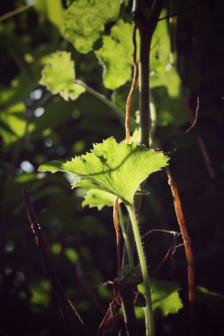 yeşil yaprakları sonbaharda