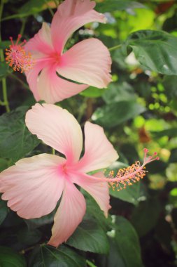 Hibiscus Pembe çiçek