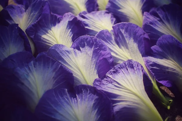 Butterfly pea bloemen achtergrond — Stockfoto