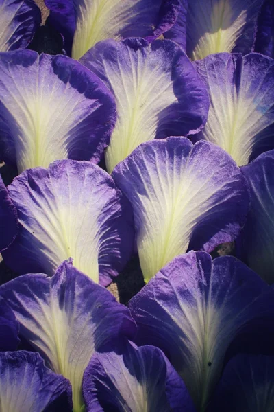 Borboleta flores de ervilha fundo — Fotografia de Stock