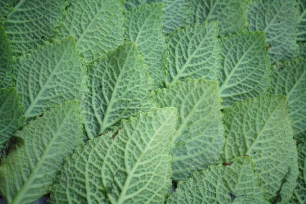 Oregano Hintergrund — Stockfoto