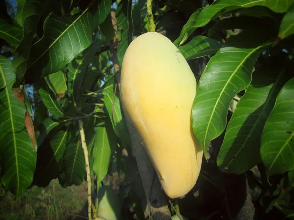 Mango on tree — Stock Photo, Image