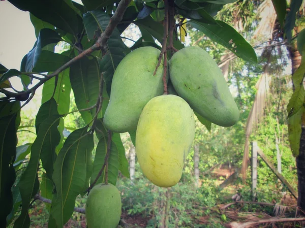 Mango på träd — Stockfoto