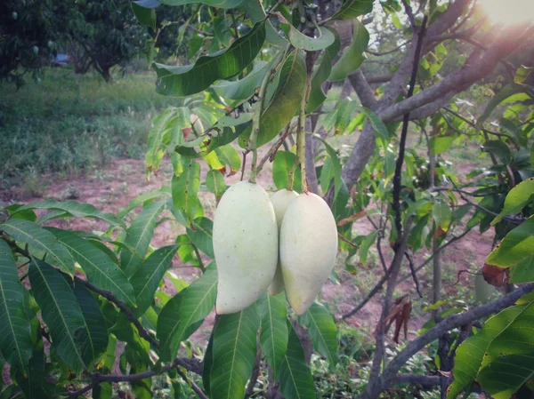 Mango op boom — Stockfoto
