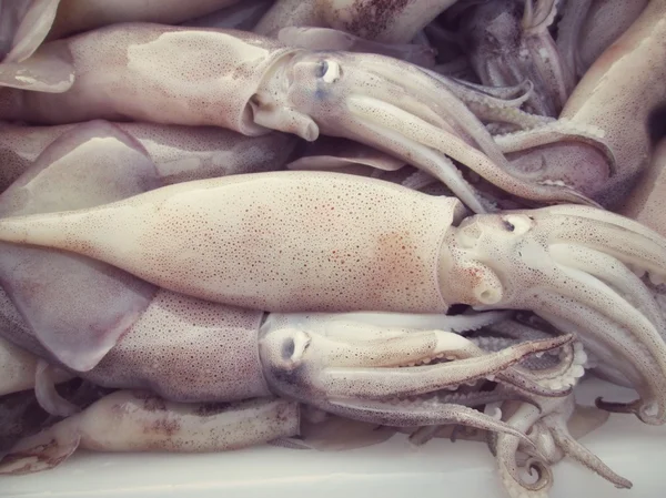 신선한 오징어 — 스톡 사진