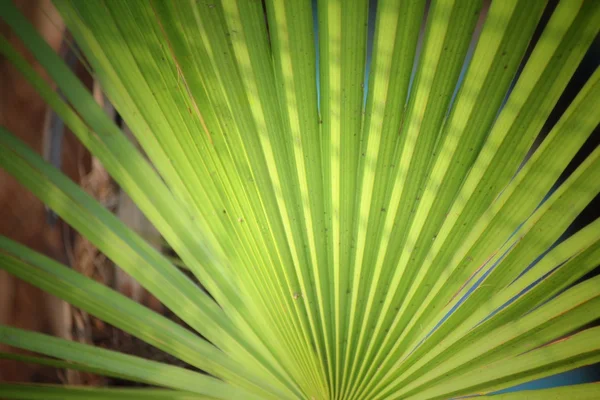 Palmiers feuilles fond — Photo