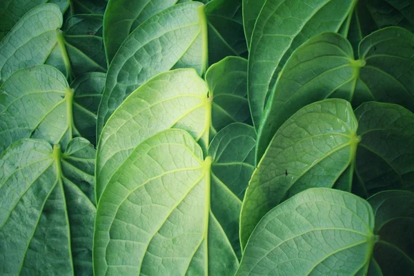 Betel sfondo foglia — Foto Stock