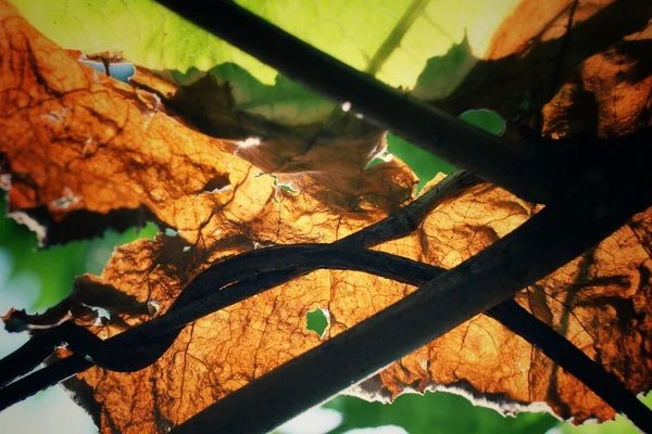 마른된 잎 — 스톡 사진