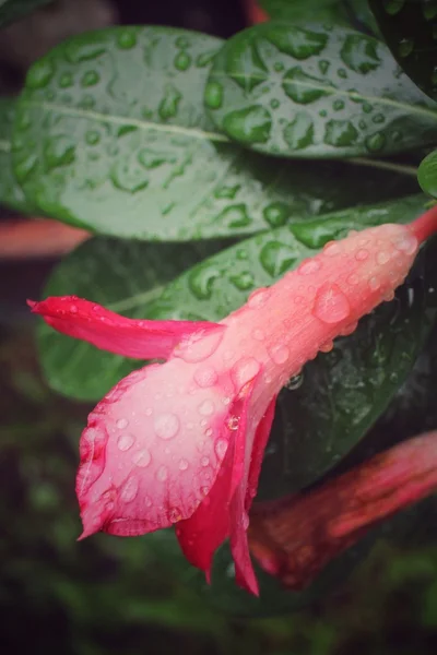 Vattendroppe på blomma — Stockfoto