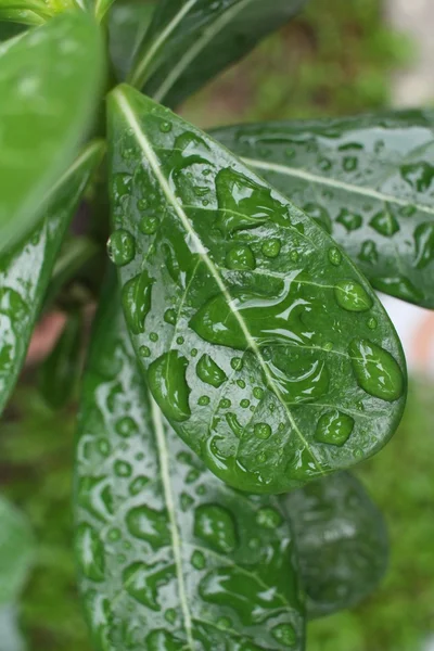 Wassertropfen auf Bananenblatt — Stockfoto