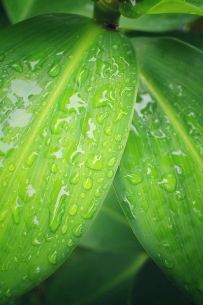 Water drop on banana leaf — Stock Photo, Image