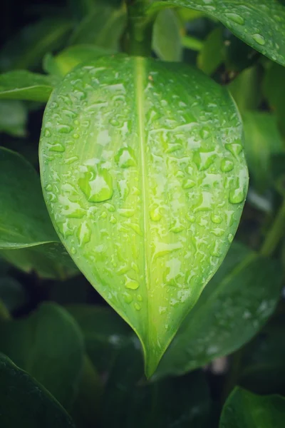 Water drop on banana leaf — Stock Photo, Image