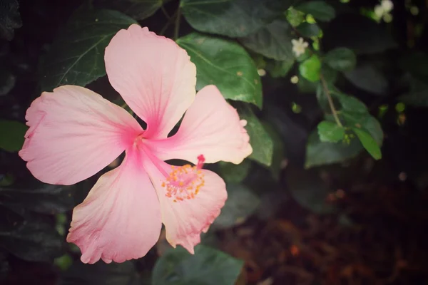 Flor rosa de hibisco — Fotografia de Stock