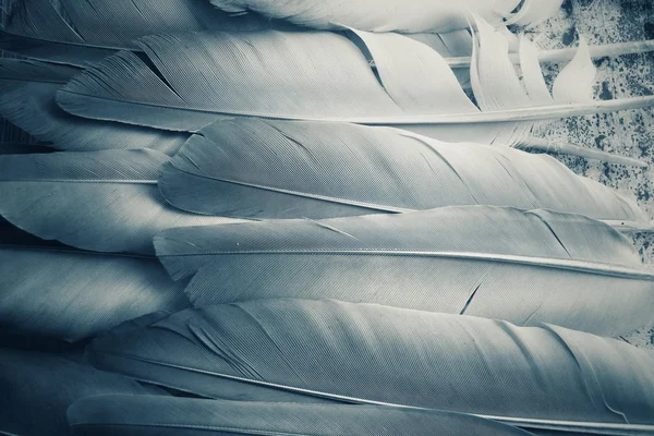 Vintage feather — Stock Photo, Image