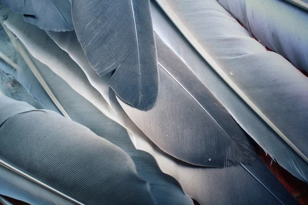 Vintage feather — Stock Photo, Image