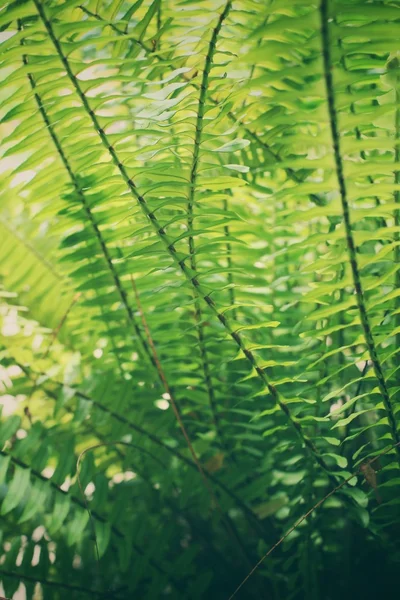 Fern lämnar — Stockfoto