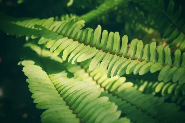 Fern bladeren met schaduw — Stockfoto